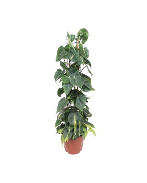Philodendron Scandens Brasil - Ø24Cm - ↕120Cm