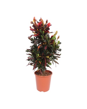 Codiaeum Variegatum Mammi - Ø27Cm - ↕100Cm