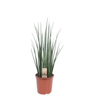 Sansevieria Mikado - Ø19Cm - ↕70Cm