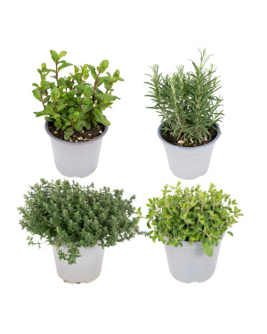 Tuinkruiden Mix (4 Stuks) - 18Cm - Ø14