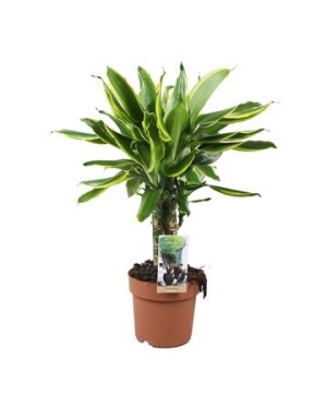 Dracaena Golden Coast Carroussel