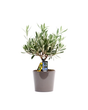 Olea Olijfboompje in Keramiek Taupe