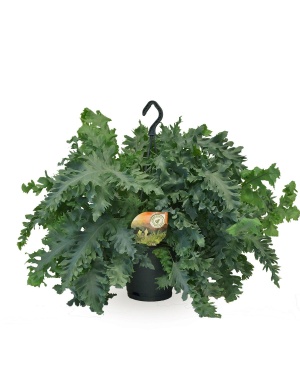 Phlebodium Davana Hangpot M