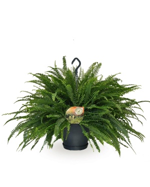 Nephrolepis Green Lady Hangpot 60cm