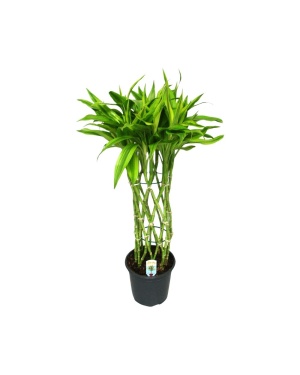 Dracaena Sandriana Gold gevlochten stam M