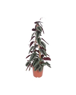Cissus Antarctica L