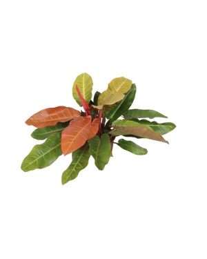 Philodendron Prince Of Orange M