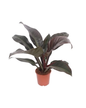 Philodendron Imperial Red 60cm