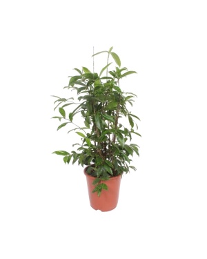 Dracaena Surculosa 110cm