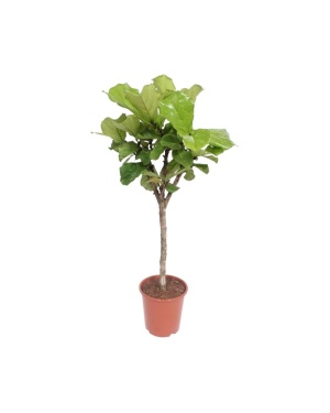 Ficus Lyrata 120cm