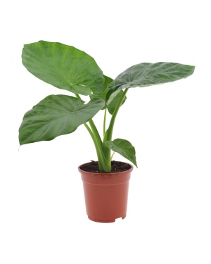 Alocasia Macrorrhiza - Ø17 ↕50