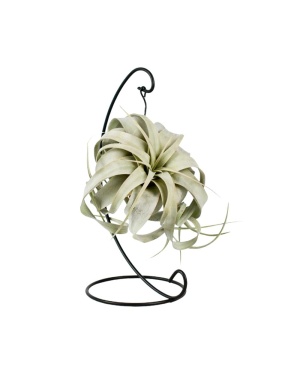 Tillandsia King Xero