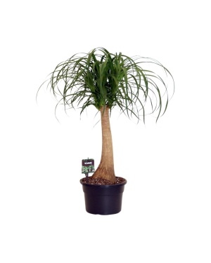 Beaucarnea Nolina Recurvata 80cm