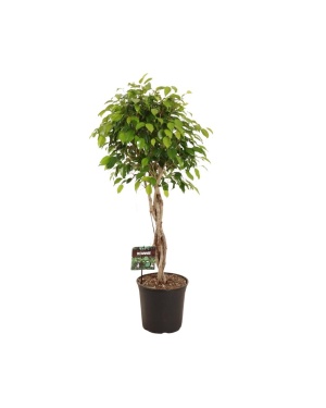 Ficus Benjamina Exotica 120cm
