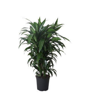 Dracaena Frag. Janet Craig - Ø27Cm - ↕120Cm