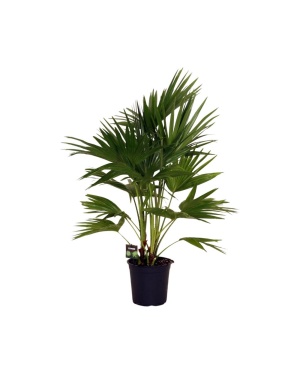 Livistona Chinensis M