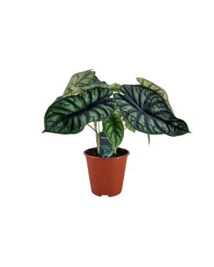 Alocasia Dragon Scale