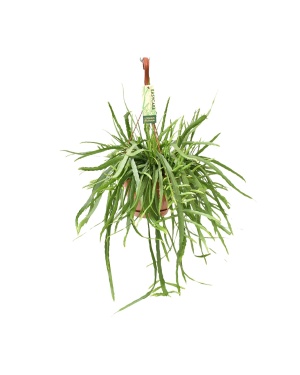 Lepismium Bolivianum - Ø17 ↕55