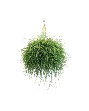 Rhipsalis Pulchra in hangpot ↕45