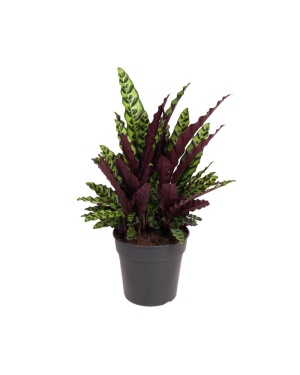 Calathea Lancifolia 70cm