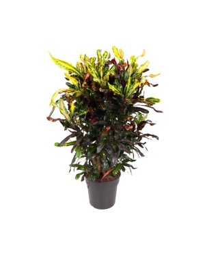 Codiaeum Variegatum Mammi L