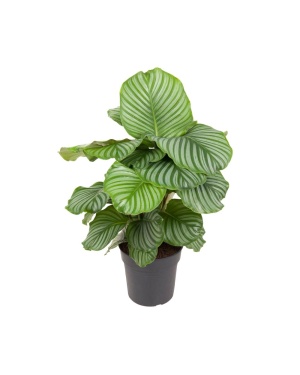 Calathea Orbifolia 70cm deluxe