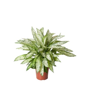 Dieffenbachia Vesuvius M
