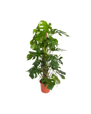 Monstera Deliciosa 120cm