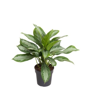 Aglaonema Cutlass