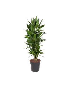 Dracaena Fragrans Janet Craig 110cm