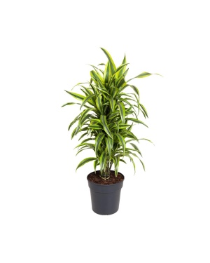 Dracaena Fragrans Deremensis Grp Lemon Lime 110cm