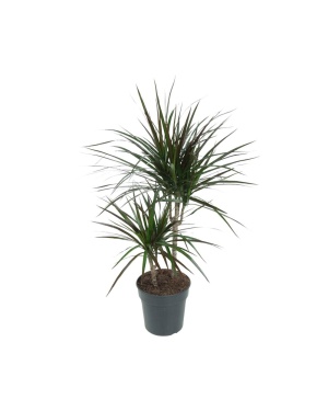 Dracaena Magenta M