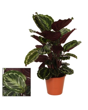 Calathea  Medaillon ↕75