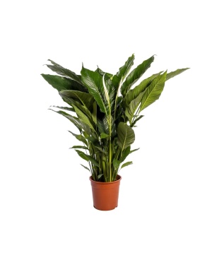 Spathiphyllum ‘Sweet Sebastiano’ Blanco Lepelplant 110cm