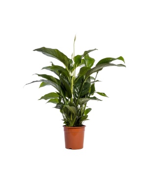 Spathiphyllum Bellini Lepelplant 100cm