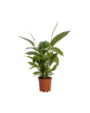 Spathiphyllum ‘Bingo Cupido’ Blanco Lepelplant 80cm