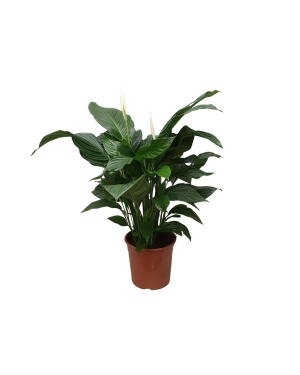 Spathiphyllum ‘Sweet Silvana’ Blanco Lepelplant 80cm
