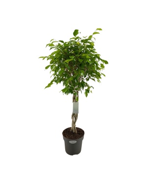 Ficus Benjamina Exotica - Ø24Cm - ↕100Cm