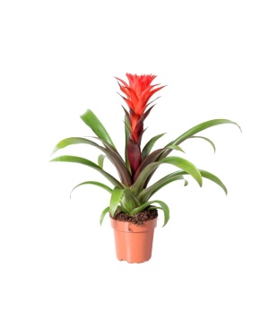 Guzmania Rockyflower Hope