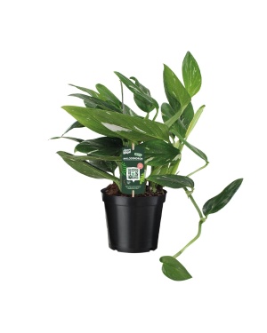 Philodendron Cobra Toef - Ø17 ↕50