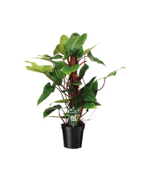 Philodendron Red Emerald ↕80