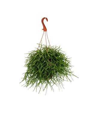 Rhipsalis Pulchra - Ø17Cm - ↕45Cm