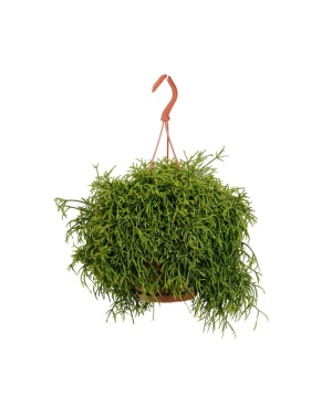 Rhipsalis Baccifera Oasis ↕45Cm