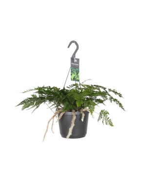 Davallia Bullata in hangpot