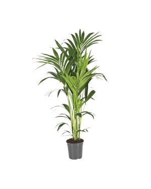Howea Forsteriana Kentia Palm ↕130