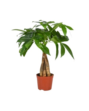 Pachira Aquatica 35cm