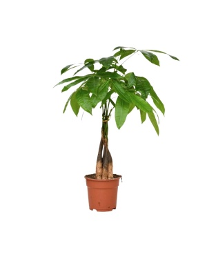 Pachira Aquatica 65cm