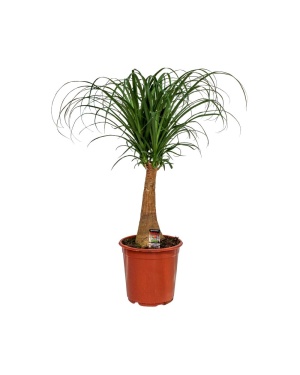 Beaucarnea Recurvata 65cm