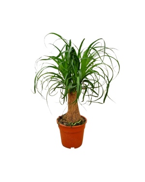 Beaucarnea Recurvata 55cm