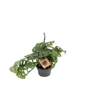 Monstera Monkey Leaf in hangpot 30cm